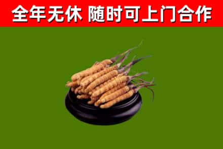 拜城烟酒回收冬虫夏草.jpg